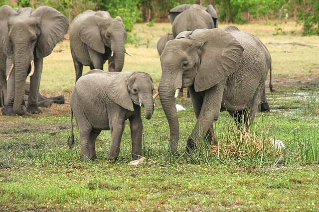 elefanti nella savana