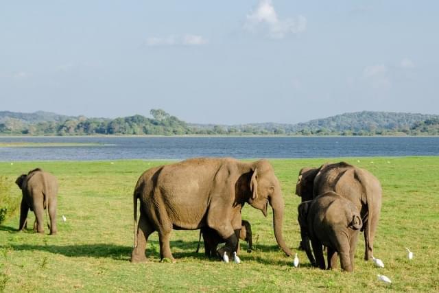 elefanti parco nazionale minneryia