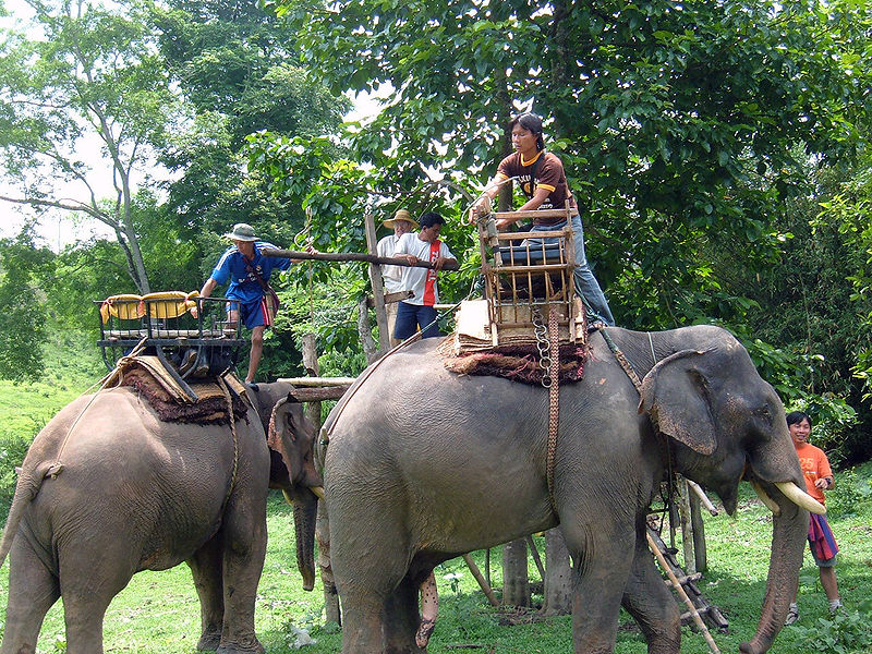 elephant ride chiang rai