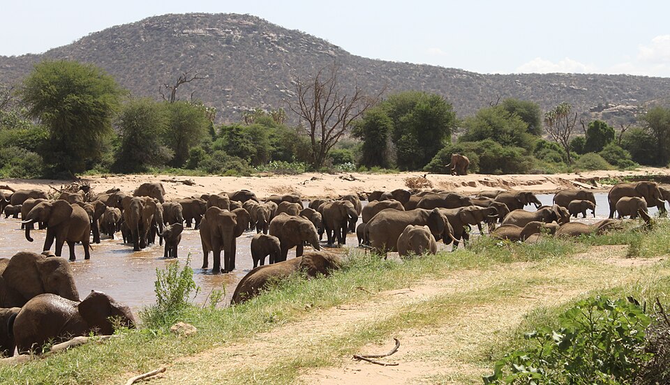 elephants crossing ewaso ng iro river in samburu national reserve