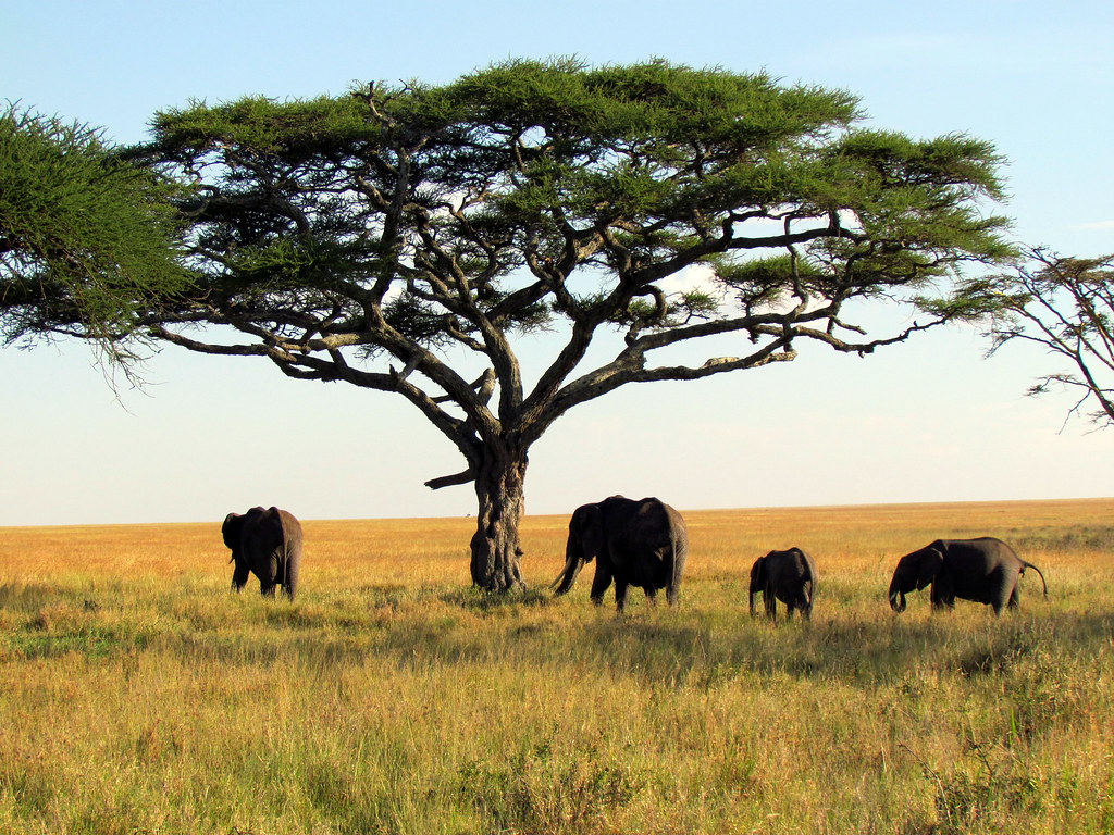 Serengueti National Park, Tanzania