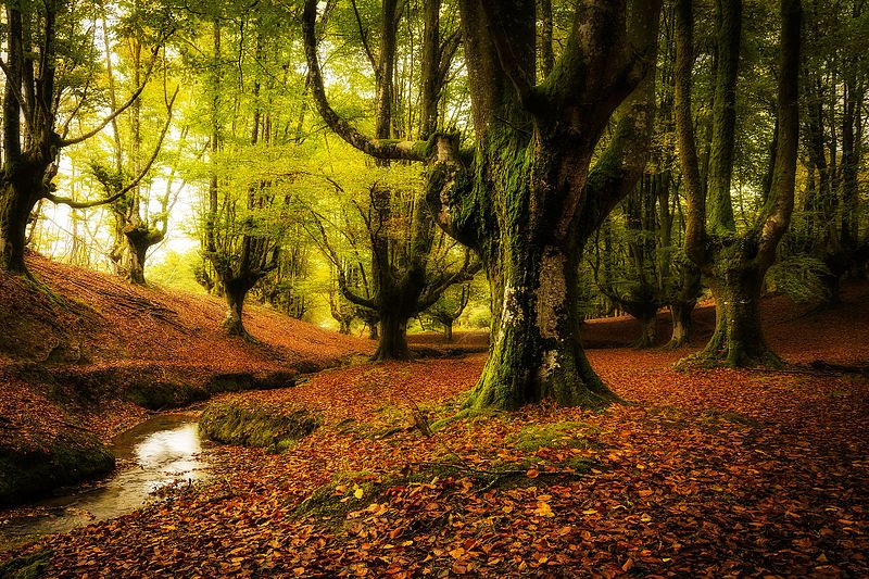 Foresta di Otzarreta, Spagna