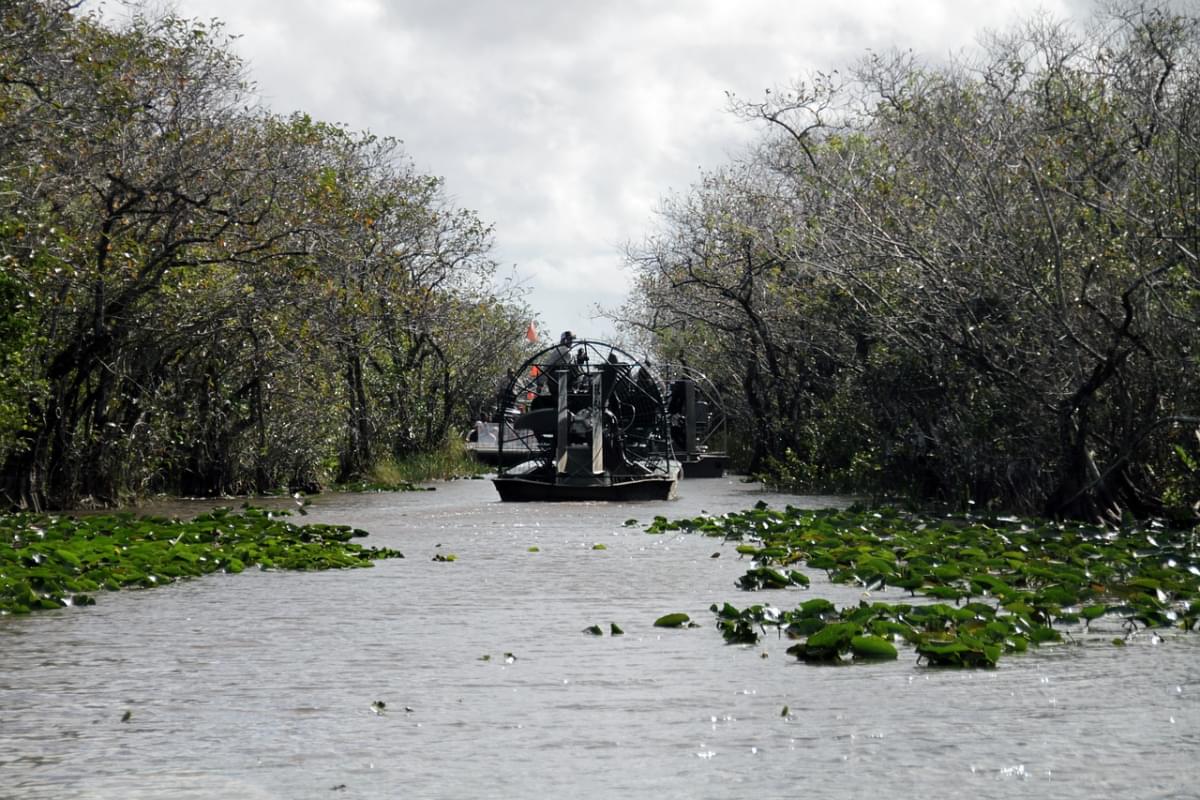 everglades alligator reptile 1