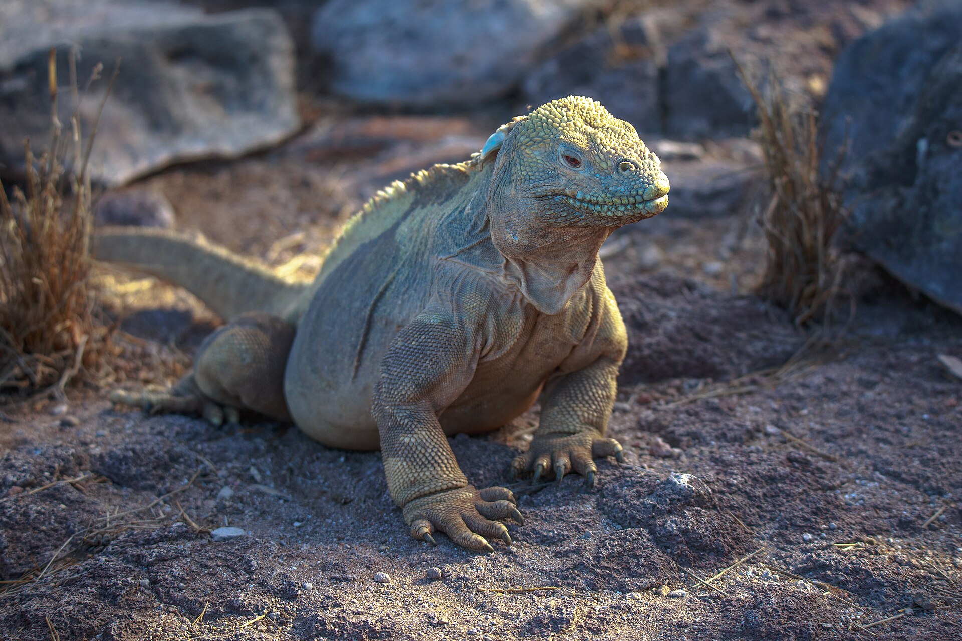 excursion to a lagoon on the n side of isla santa fe land iguana 16483527607