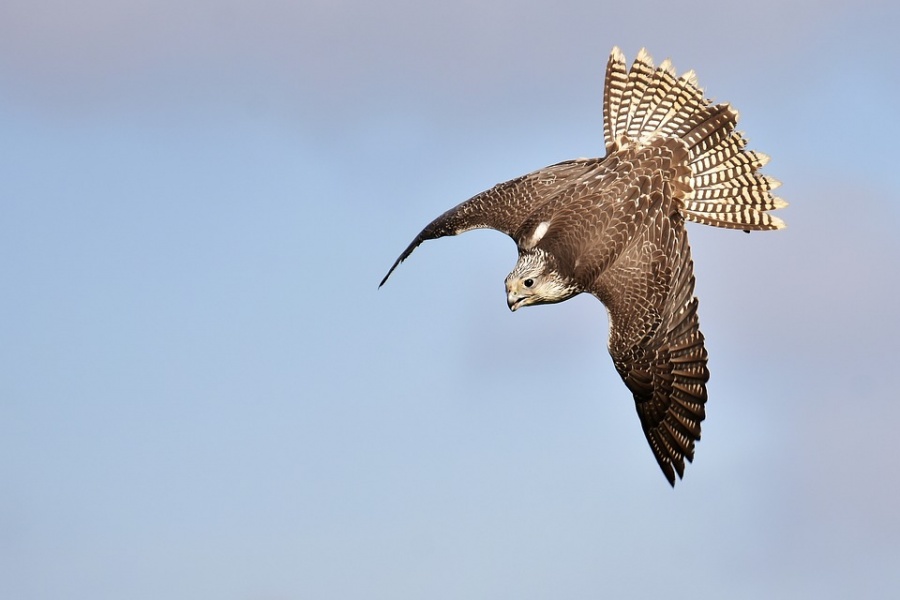 falconry of Kenya