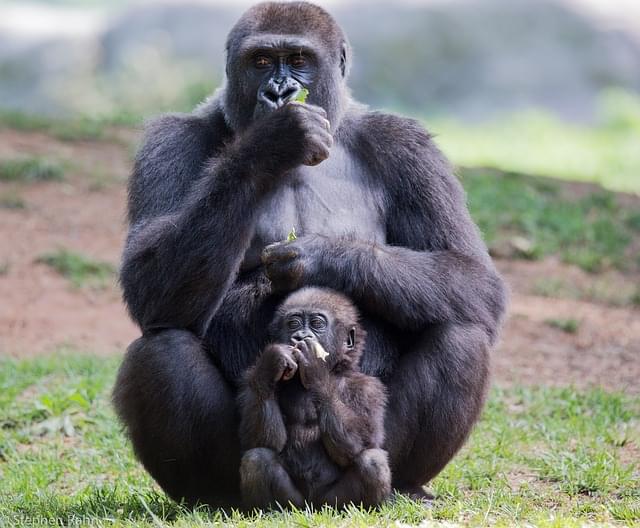 famiglia di gorilla