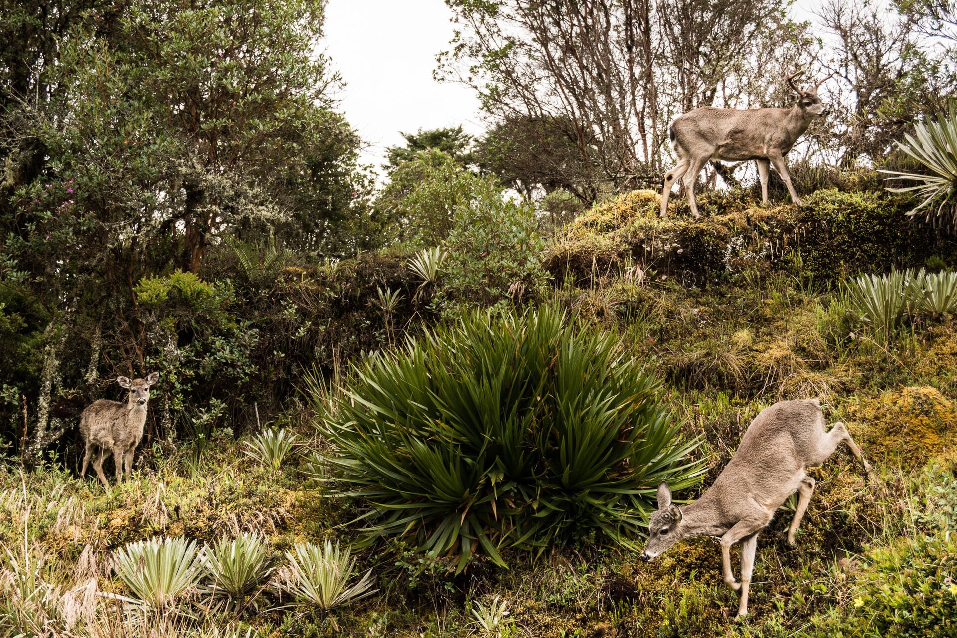 familiavenadoschingaza