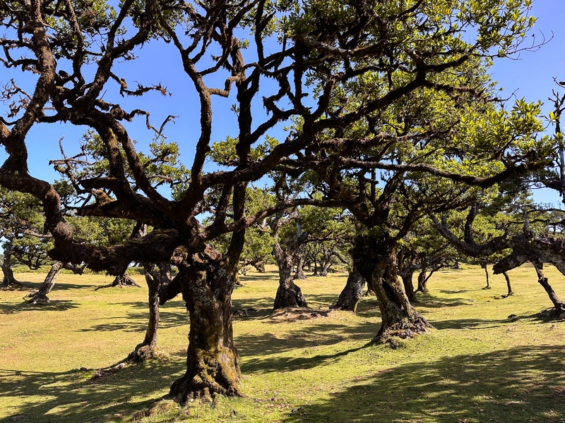 fanal forest 2