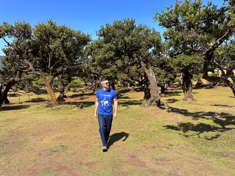 fanal forest 4