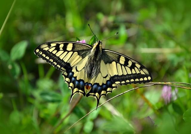 farfalle zoo 1