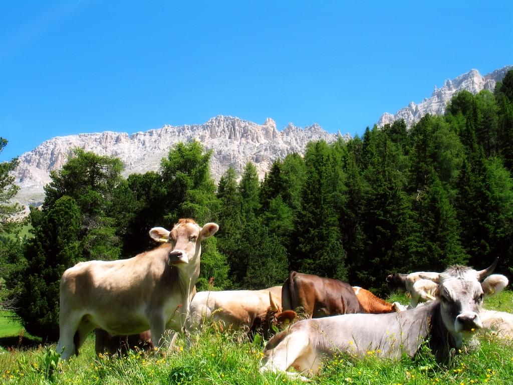 fauna sul latemar lungo il sentiero delle malghe