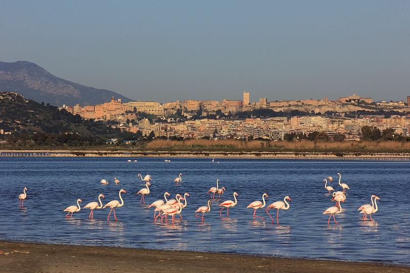 fenicotteri a cagliari 1