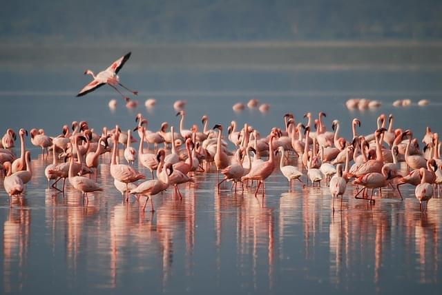 fenicotteri laguna de rocha