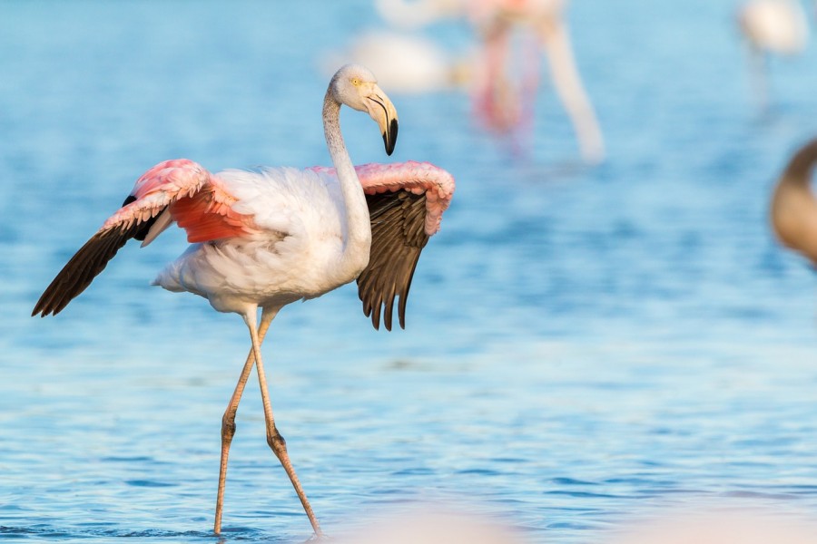 fenicotteri stagno porto pino