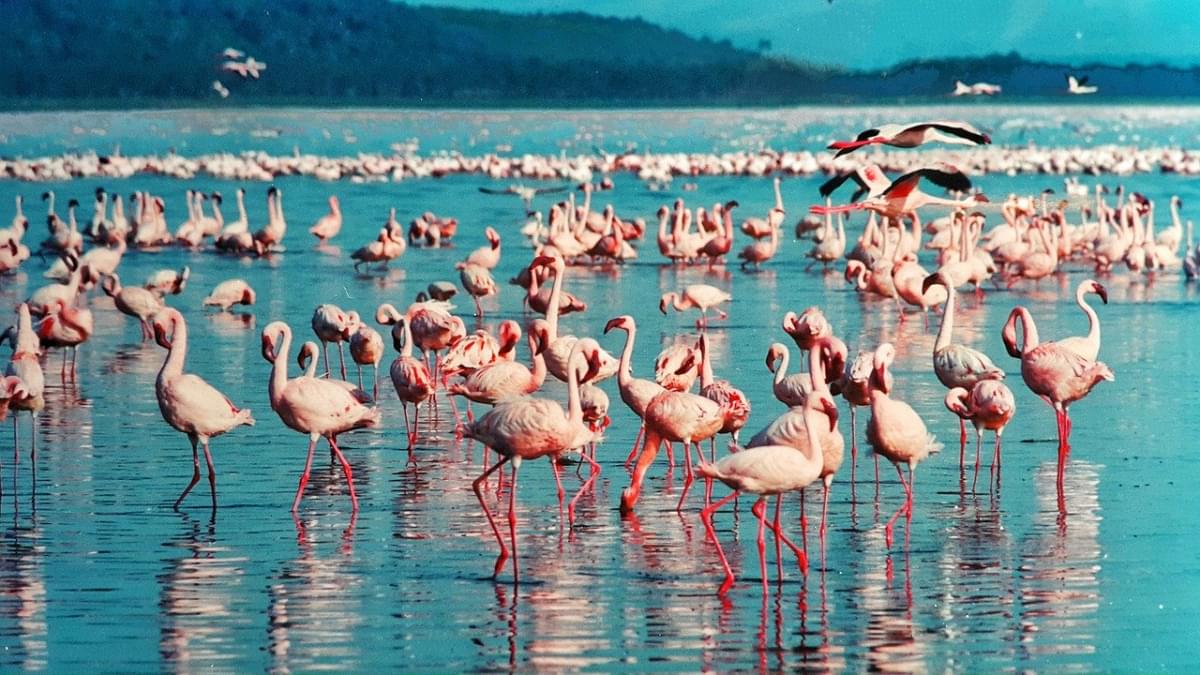 fenicottero rosa lake nakuru kenya 1