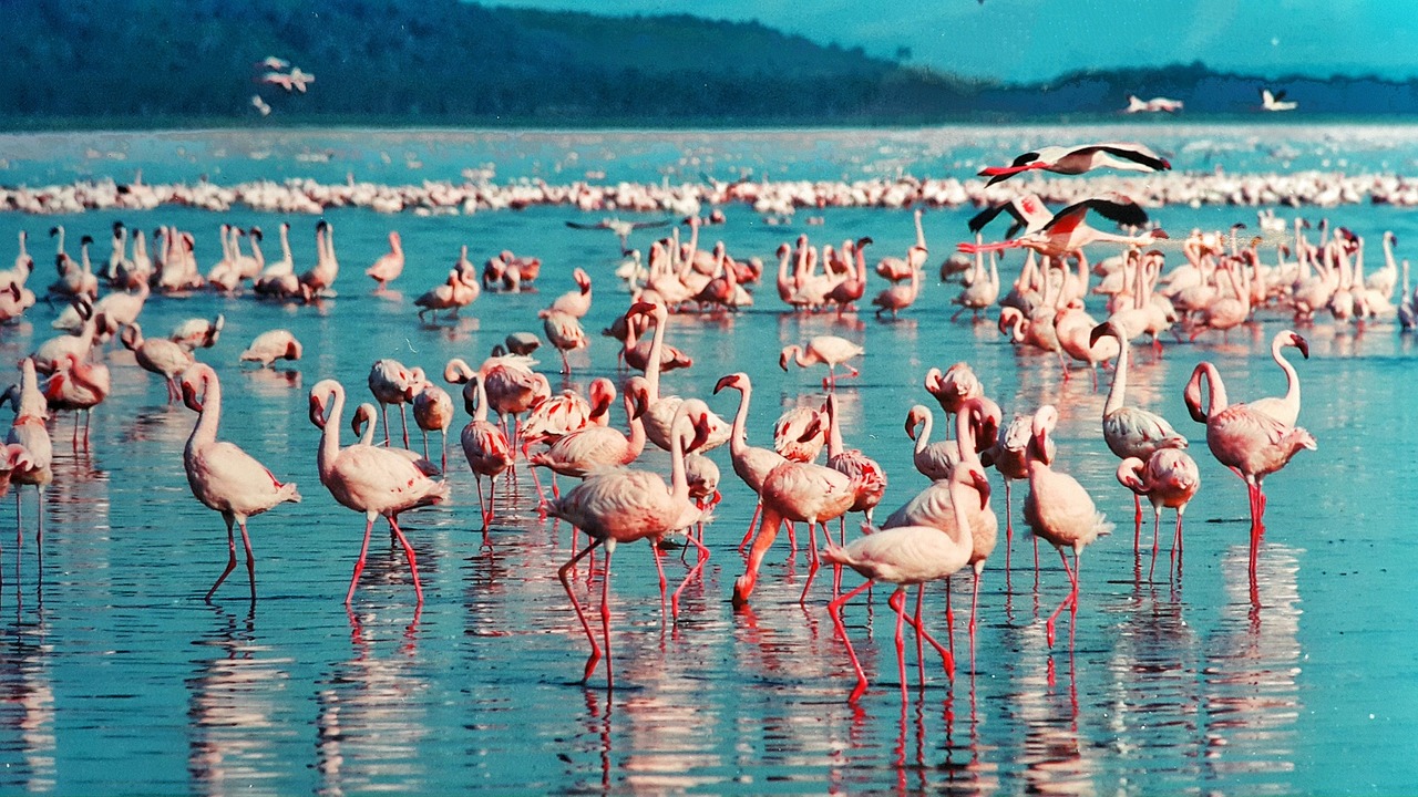 fenicottero rosa lake nakuru kenya