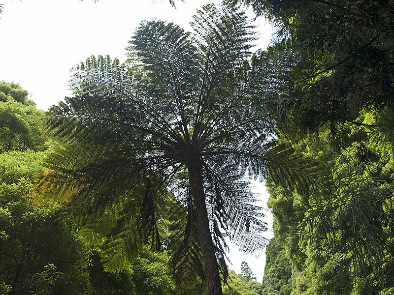 fern tree in mata jardim jose do canto 5