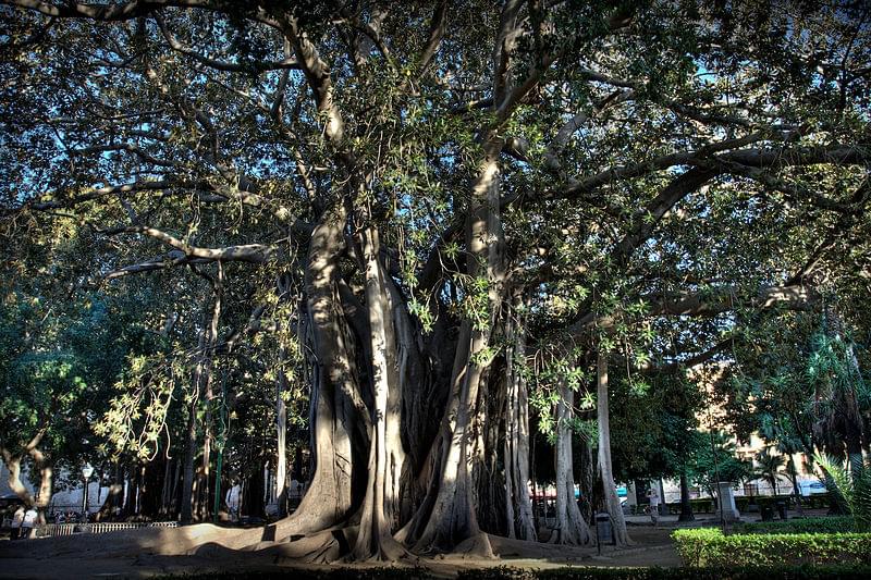 ficus piazza marina palermo