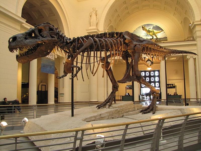 field museum of natural tyrannosaurus