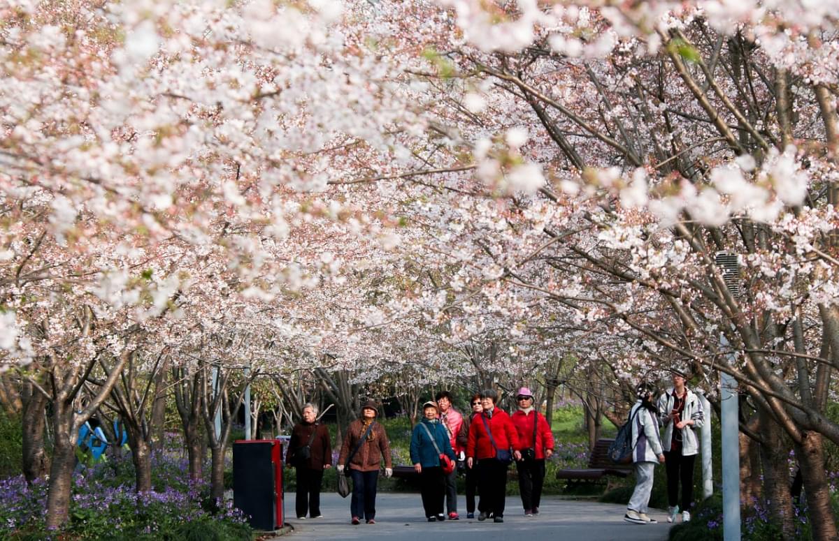 fiori di ciliegio shanghai primavera 1