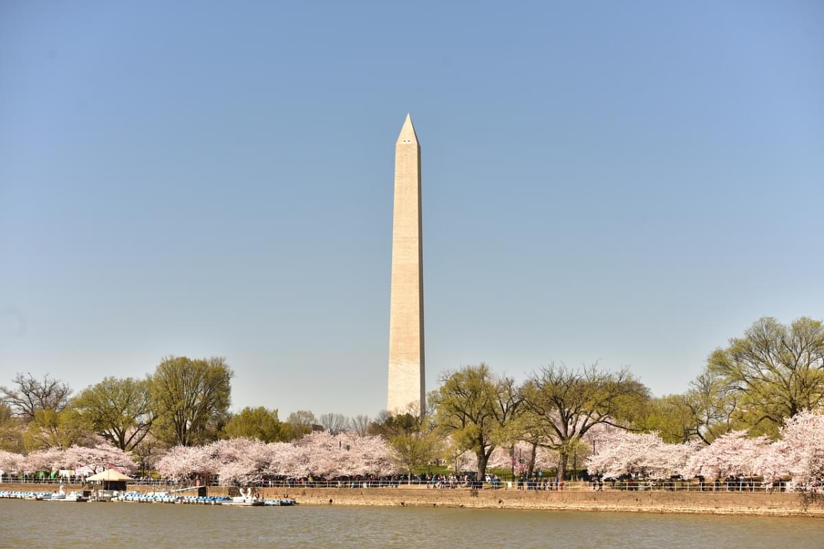 fiori di ciliegio washington dc