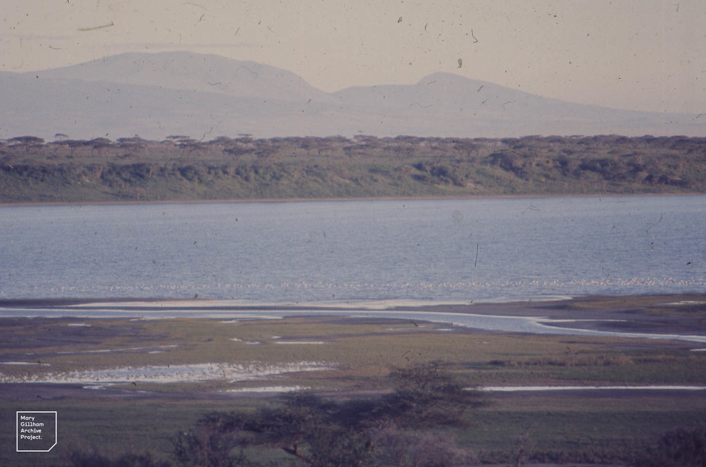 flamingoes on lake ndutu