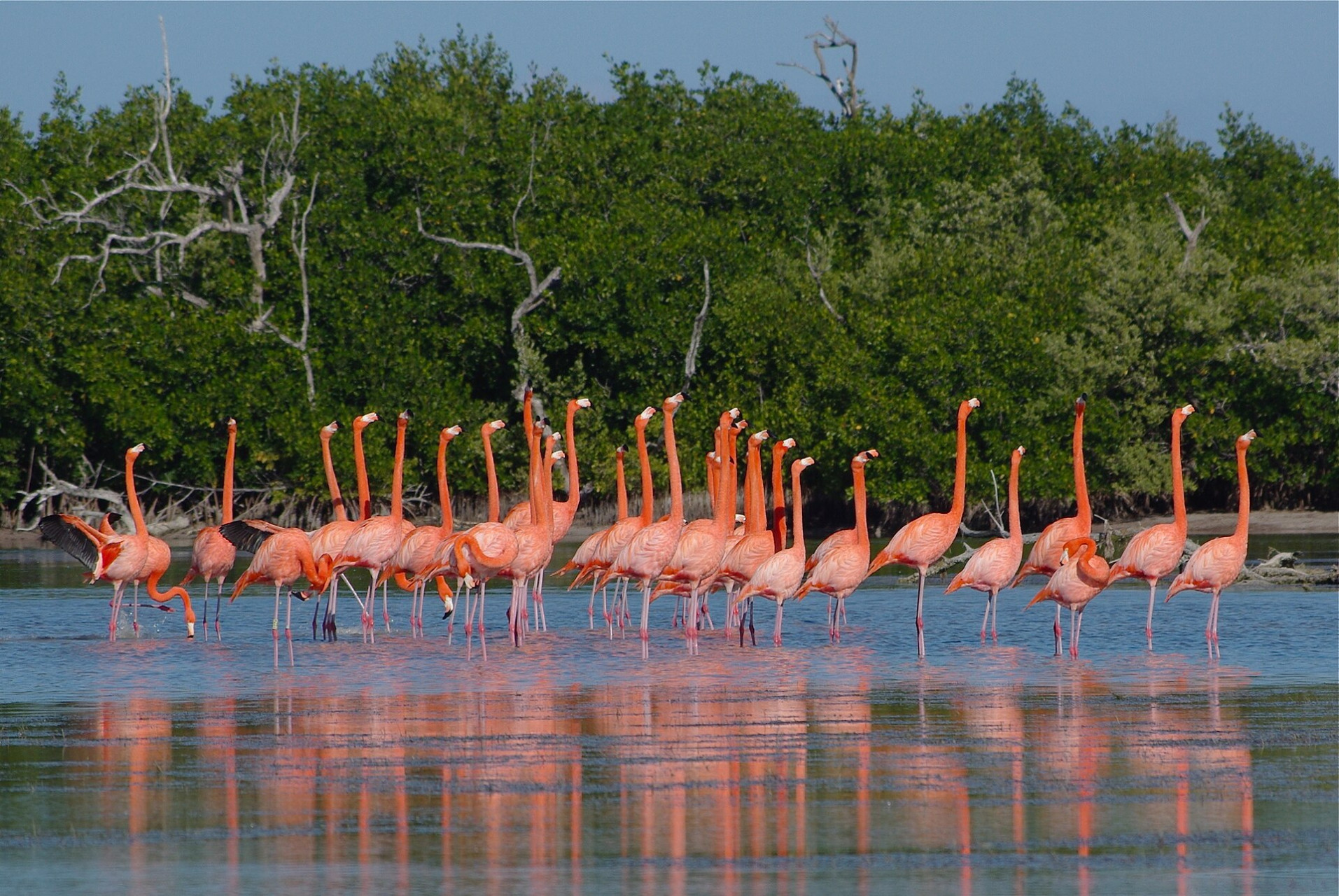 flamingoesatrialagartos