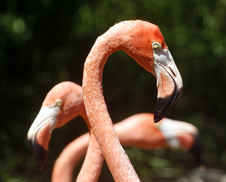 flamingos in bermuda zoo