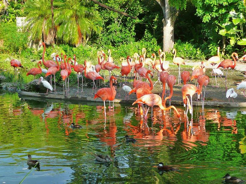 flamingos miami metrozoo 1