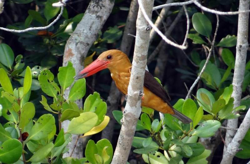 Foresta di Sundarbans