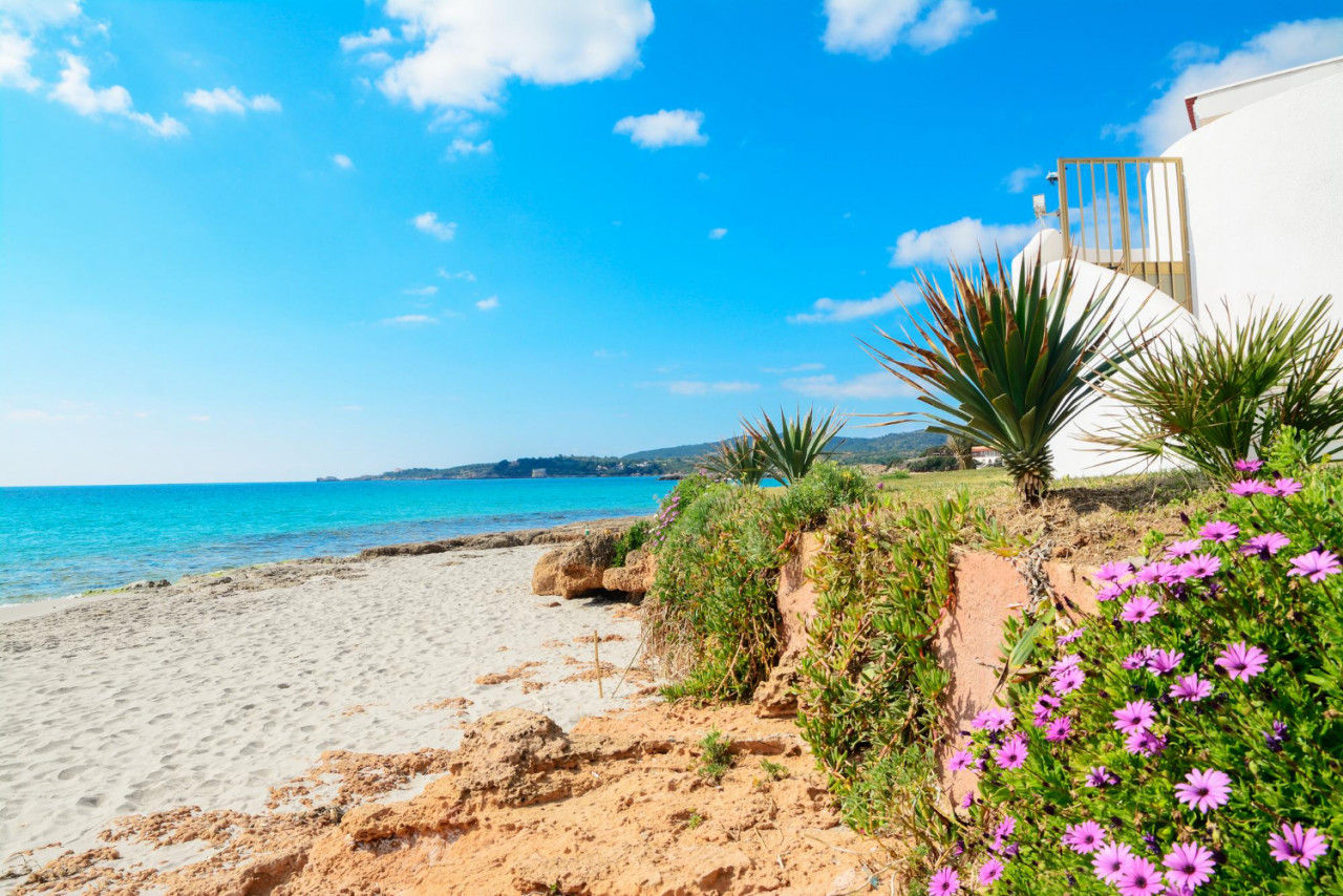 flowers by shore le bombarde beach sardinia