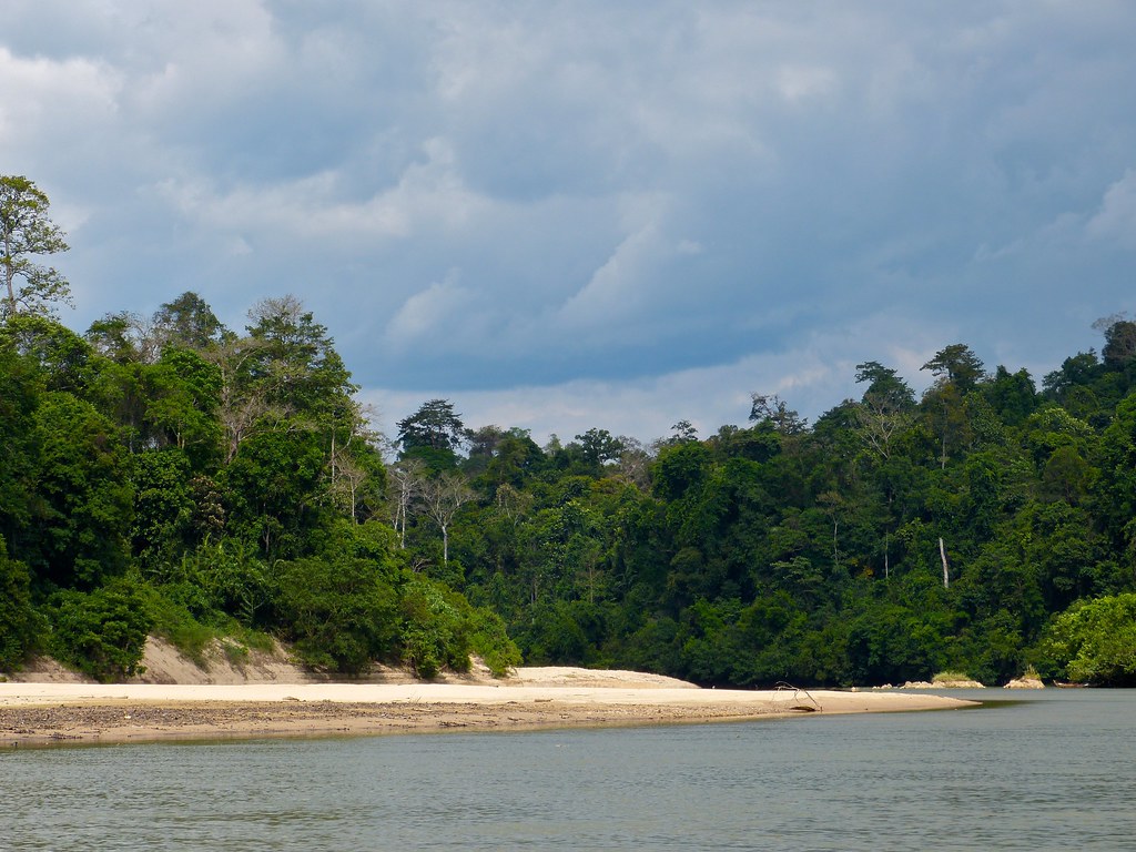 forest along the tembeling river on the way to taman negara np