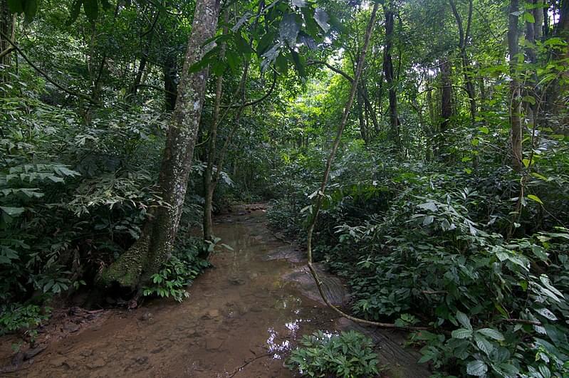 forest in cuc phuong national park