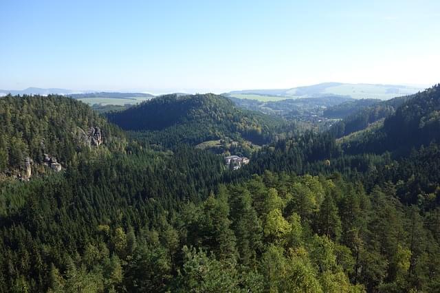 foresta alberi paesaggio vista