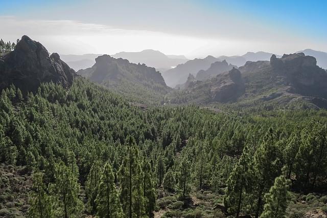 foresta isole canarie gran canaria