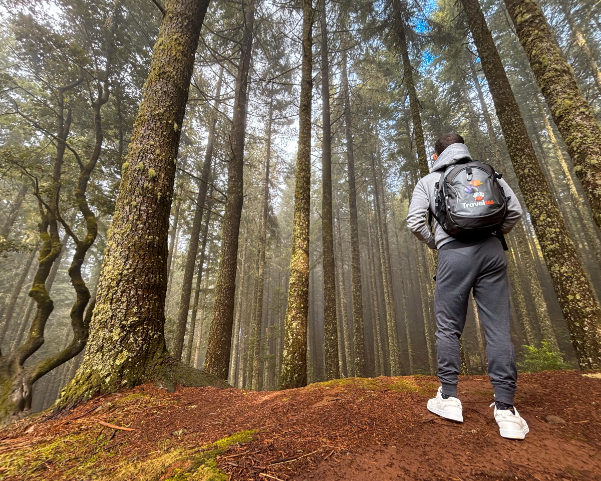 foresta laurissilva