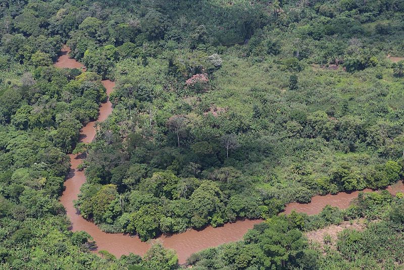Foresta pluviale del Congo