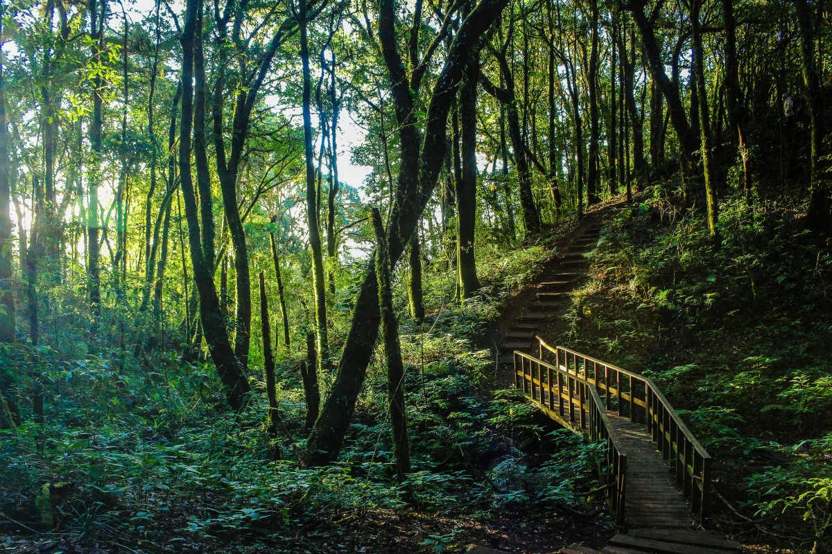 Foresta pluviale temperata di Valdivia