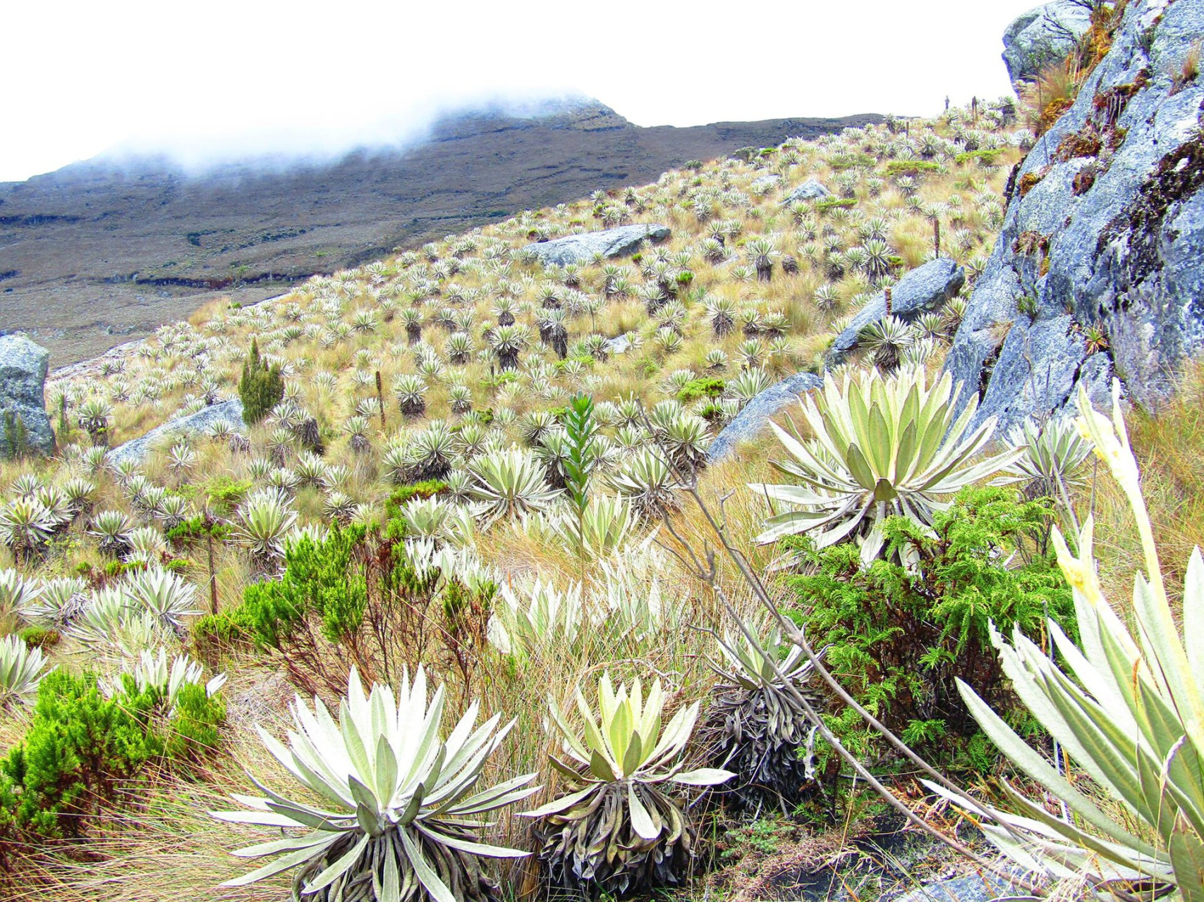 frailejonesparamodesumapaz