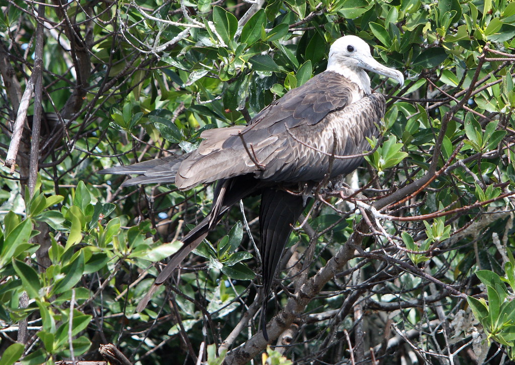 fregata magnificens