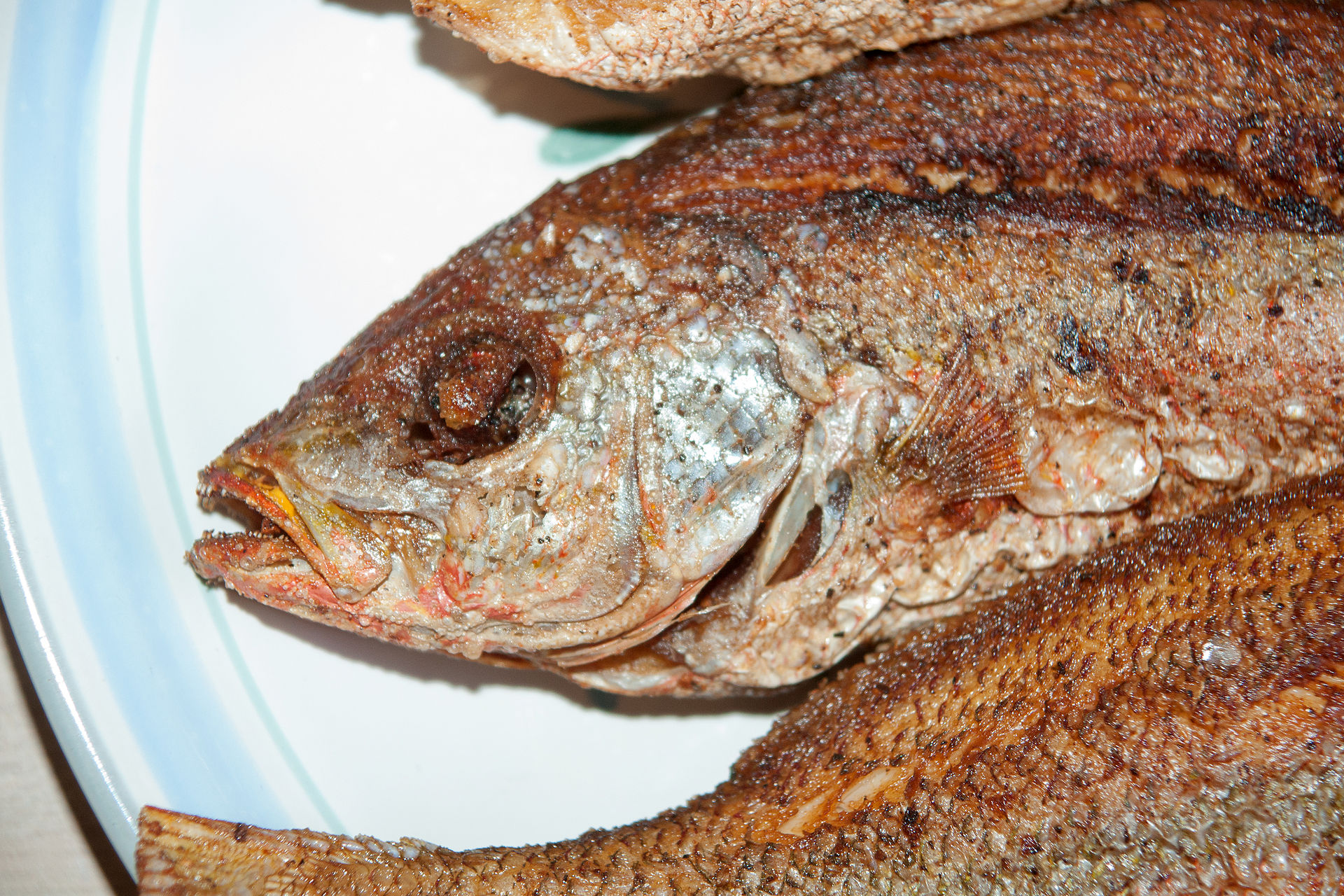 friedredsnapper