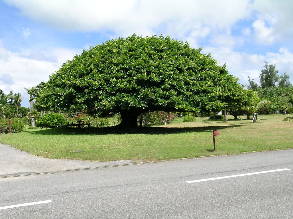 gajumaru