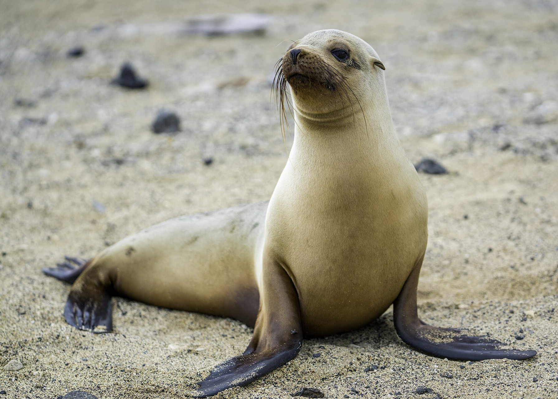 galapagos sea lion female by casey klebba