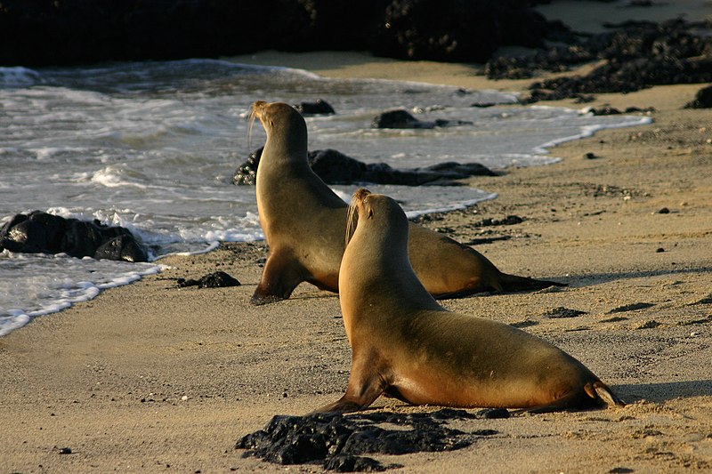 galapagos sea lions isabela