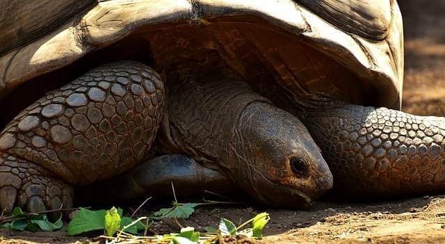 galapagos turtle
