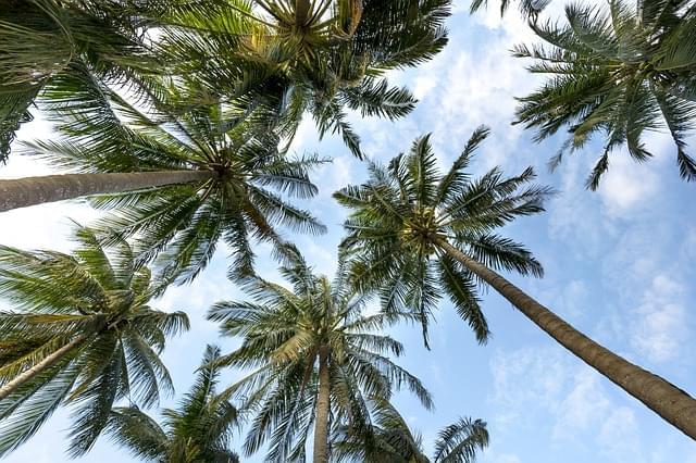 garden palms