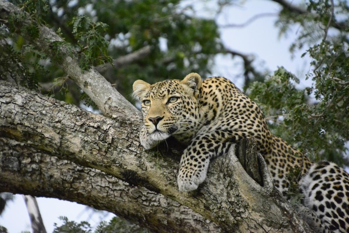 ghepardo in kenya
