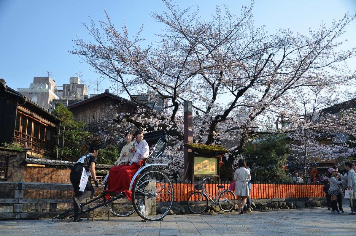 giappone kyoto sakura primavera