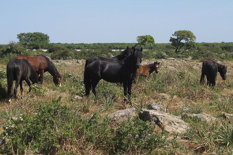 giara di gesturi cavalli