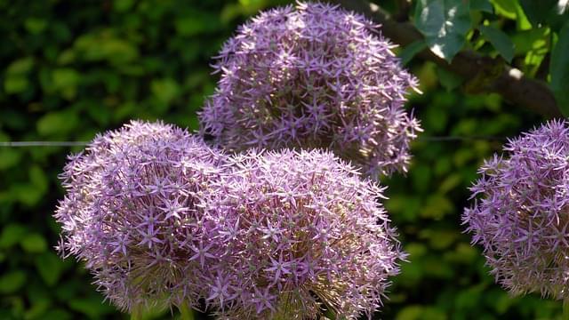 giardino botanico yvorie fiore 1